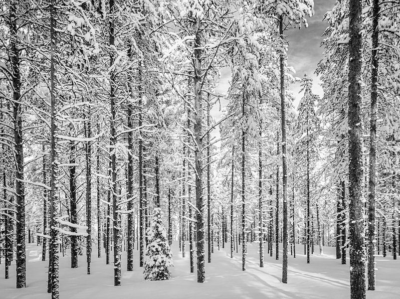Door de bomen het bos, zwart wit, Finland van Rietje Bulthuis
