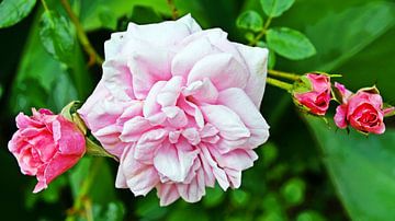 a beautiful pink rose in my garden