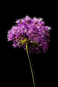 Allium Blume auf Stiel von Klaartje Majoor