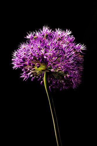 allium bloem op steel