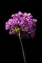 Allium Blume auf Stiel von Klaartje Majoor Miniaturansicht