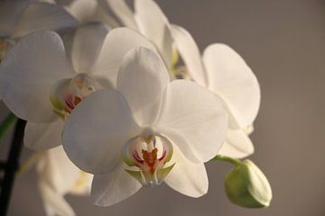 weiße Orchidee von Cora Unk