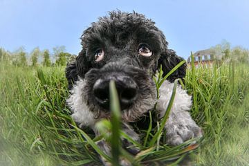 Wide angle by Sabine Böke-Bergau