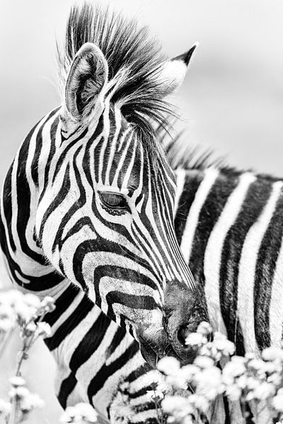 Zebra mit Blumen in schwarz-weiss von Awesome Wonder