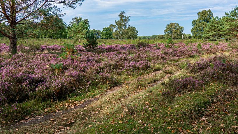 Westerheide van Peter Veerman