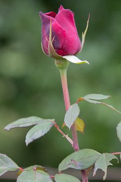 Paarse roos van Marijke Arends-Meiring