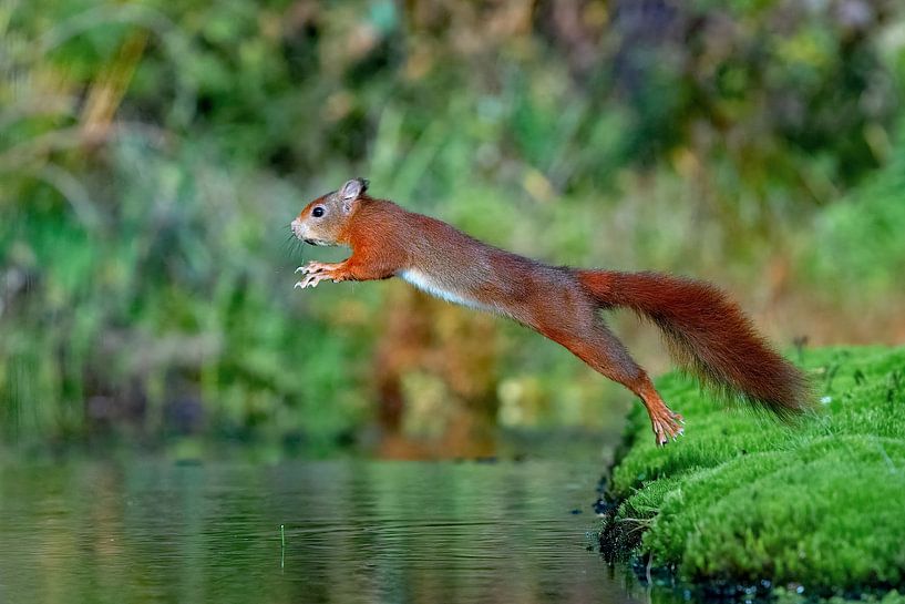 Écureuil par John Dekker