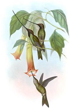 Sword-Bill, John Gould van Hummingbirds