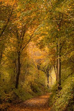 Waldweg im Herbst von John van de Gazelle