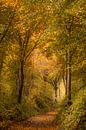 La piste forestière en automne par John van de Gazelle fotografie Aperçu