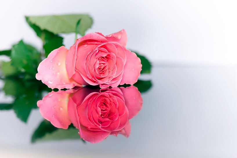 Little Rose von Jan Koppelaar