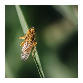 Insect by Philippe verspeek