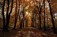 Sonniger Herbstwald  von Gonnie van de Schans Miniaturansicht