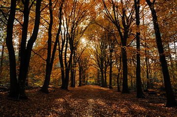 Zonnig herfstbos 