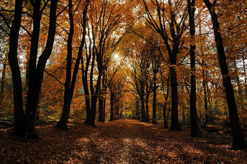 Sonniger Herbstwald  von Gonnie van de Schans