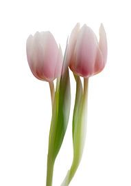 Tulpenträume von Anneliese Grünwald-Märkl