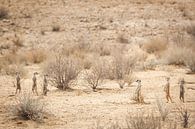 Erdmännchen in der Wüste verstreut von Simone Janssen Miniaturansicht