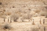 Meerkats (suricates) scattered in the desert