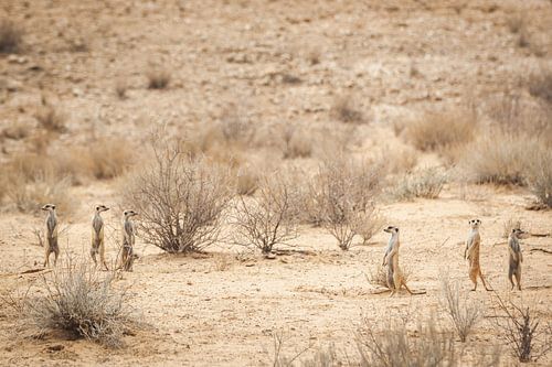 Des suricates éparpillés dans le désert sur Simone Janssen