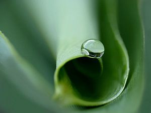 Greenroll.....