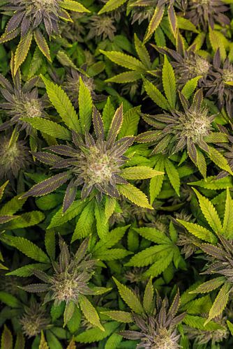 Cannabisbloemen van bovenaf