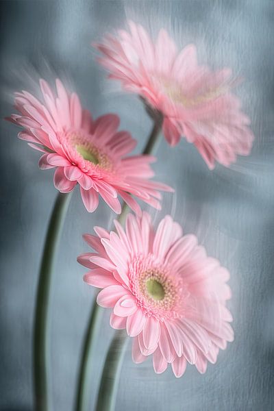 Traumhafte Gerberas von ARTemberaubend