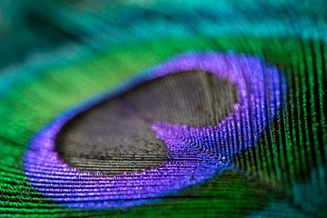 The eye of a peacock feather by Amanda van den Berg / Fotografie Amanda