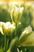 Tulips of the Netherlands, a white tulip with small spider