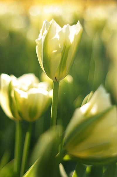 Tulpen der Niederlande, eine weiße Tulpe mit kleiner Spinne von Discover Dutch Nature