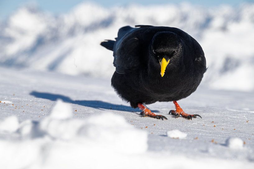 A Curious Blackbird's Cookie Quest by José IJedema