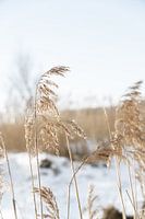 Palmengras schön ausgesetzt an einem Wintertag