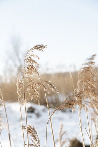 Palm grass nicely exposed on a winter's day