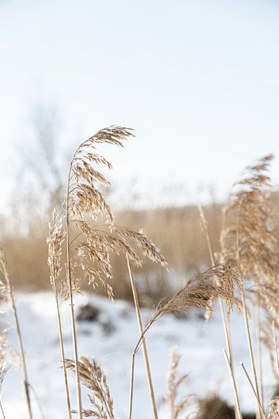 Mooi belicht palmgras op een winterse dag van HappyTravelSpots