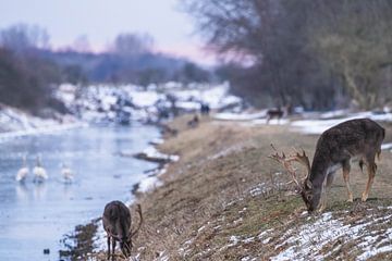 Fallow deer in the snow with sunset by Anne Zwagers
