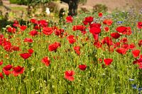 Flower meadow