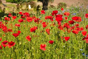 Blumenwiese von Tanja Voigt