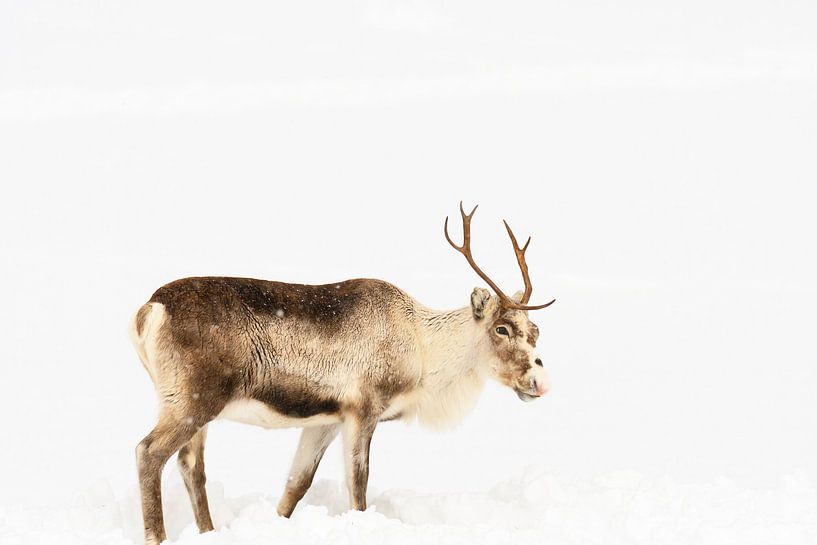 Reindeer grazing in the snow during winter in Northern Norway by Sjoerd van der Wal Photography