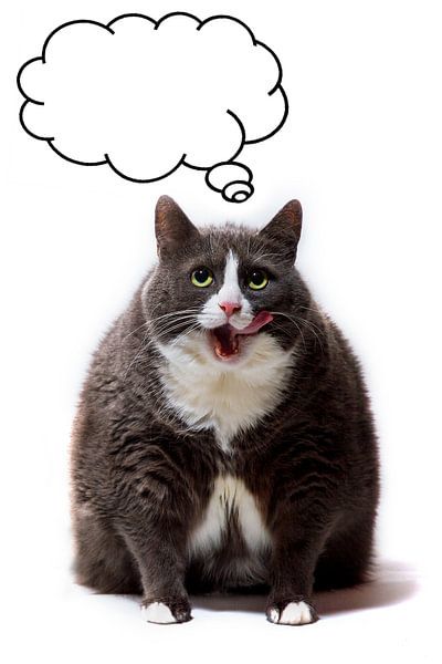 Obesicat van Dennis van de Water