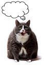 Obesicat van Dennis van de Water thumbnail