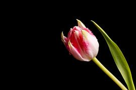 Rose Delight von Coramija