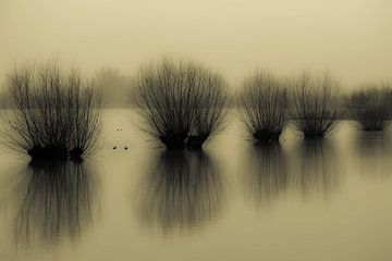 Pollardweiden kämpfen gegen das Wasser von Gerrit van Leeuwen