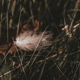 Zachte veer in warme kleur. van Feel Fine Wall Art.