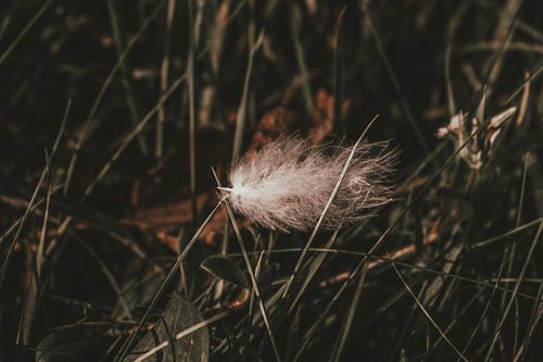 Soft feather in a warm colour.