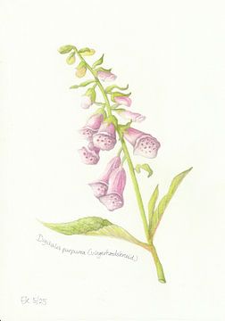 Vingerhoedskruid van Esthers Nature Studio