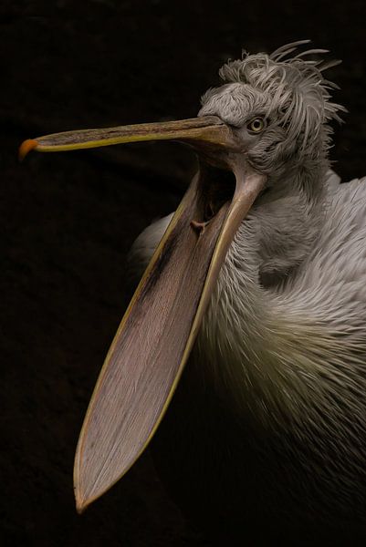 Pelecanus crispus by Wouter Van der Zwan