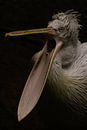 Pelecanus crispus by Wouter Van der Zwan thumbnail