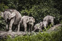 Borneo Dwarf Elephants