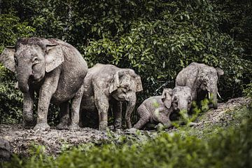 Borneo Dwarf Elephants by Daniël Schonewille