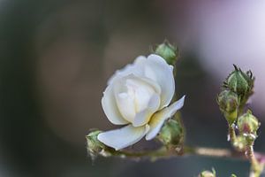 weiche Rose