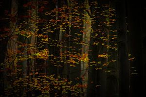 Märchenhafter Herbstwald